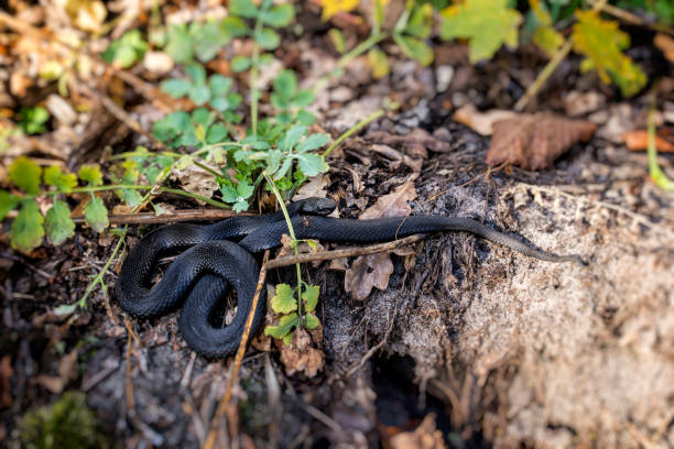 Black Viper basking in the autumn sun. Southern Russia. River Voronezh