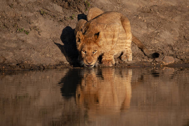 istock Lion Cub in the Wild 1284444686