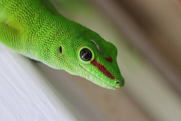istock Green Madagascan Day Gecko 1284445614