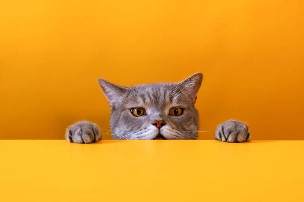 istock Big-eyed naughty obese cat looking at the target. 1284445795