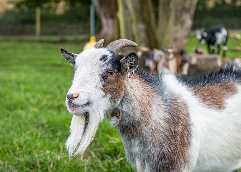 Pygmy goat Portrait