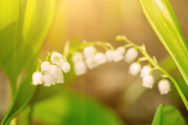 istock Lily of the valley 1284448180