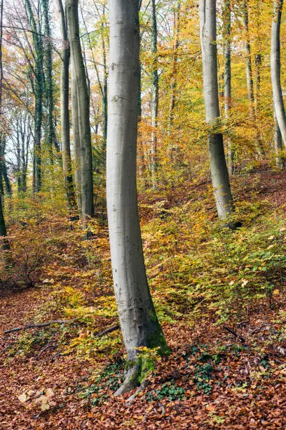 View of beautiful trees in the autumnal forest