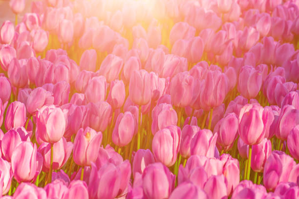 istock Violet tulip flowers 1284449651