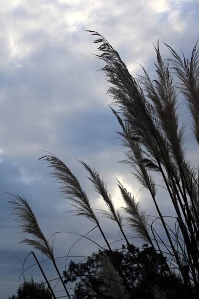istock soft silhouette of tall reeds against a cloudy sky 1284450368