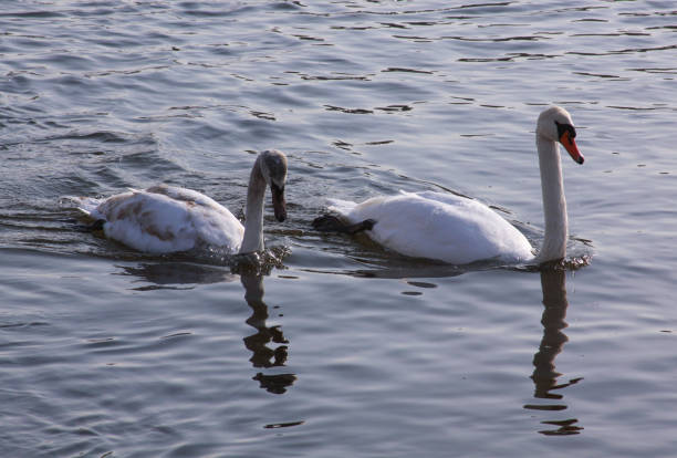 Two white swans on river surface in the city stock photo