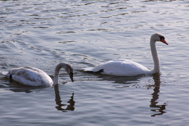 Long necked white swans floating on river surface stock photo