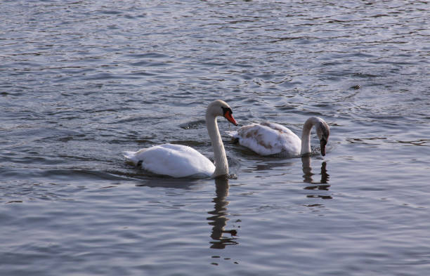 Couple of white swans float on lake surface stock photo