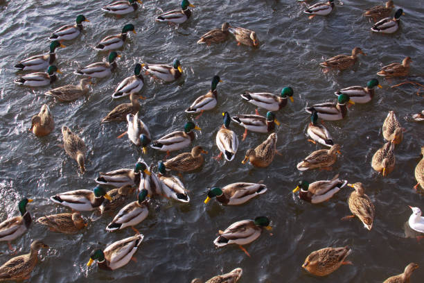 Pond with many birds feeding, ducks and gulls stock photo