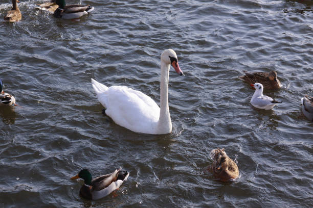 White swan surrounded by ducks on river surface stock photo
