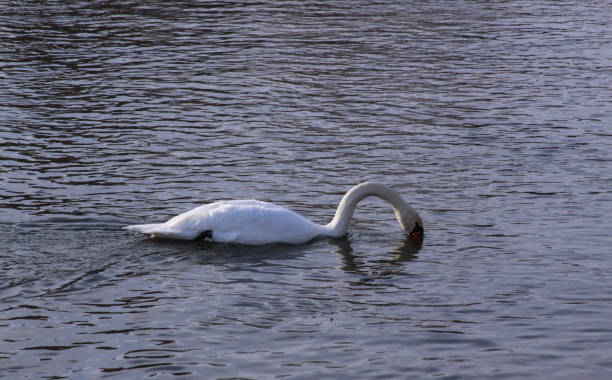 Single white swan river surface looking for food stock photo