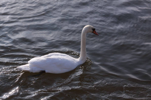 Single white swan floating on water surface stock photo