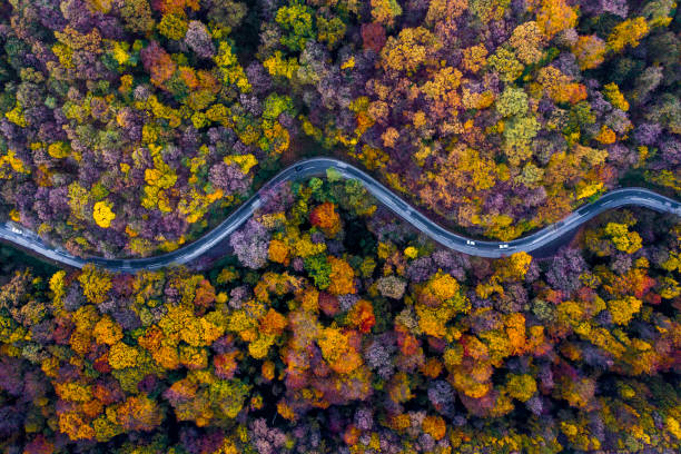 istock Drone view of the mountain road inside colourful autumn forest 1284451763