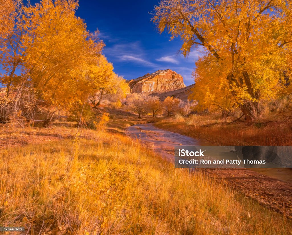 A BRILLANT AUTUMN SEASON IN CAPITOL REEF NATIONAL PARK UTAH THE RED ROCK CLIFFS OF THE FLUTED WALL WITH AUTUMN COTTONWOOD TREES Autumn Stock Photo