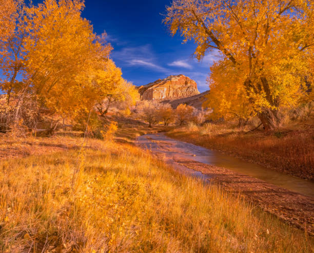 A BRILLANT AUTUMN SEASON IN CAPITOL REEF NATIONAL PARK UTAH THE RED ROCK CLIFFS OF THE FLUTED WALL WITH AUTUMN COTTONWOOD TREES capitol reef national park stock pictures, royalty-free photos & images