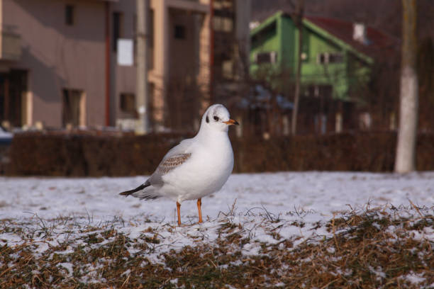 Black-headed gull walking in Cluj city in winter stock photo