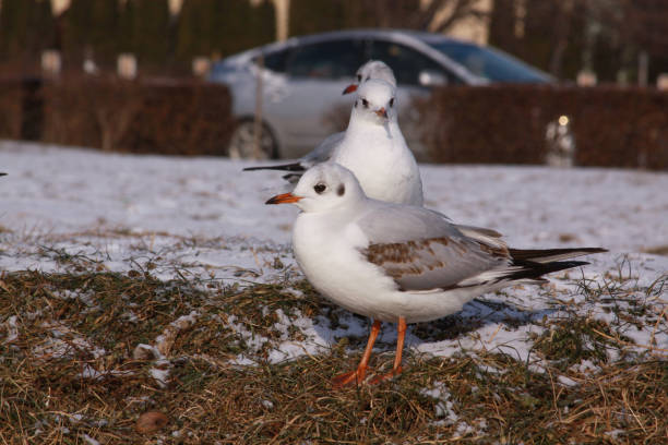 Black-headed gulls in winter on river bank on snow stock photo