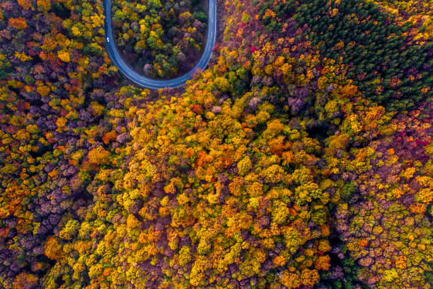 istock Drone view of the mountain road inside colorful autumn forest 1284451900