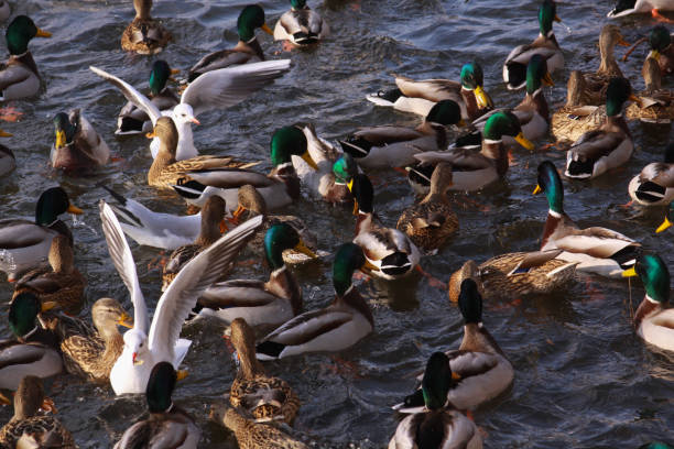 Winter feeding frenzy with ducks and small gulls stock photo