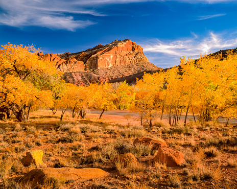 THE RED ROCK CLIFFS OF THE FLUTED WALL WITH AUTUMN COTTONWOOD TREES