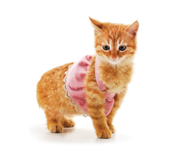 istock Little red kitten in dresses. 1284452071