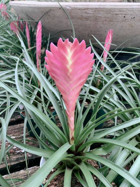 istock Tropical Pink Flowers & Plants in Bright Natural Light 1284452916