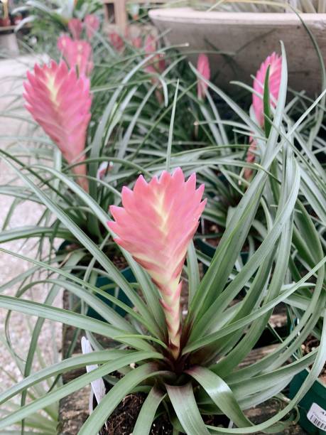 istock Tropical Pink Flowers & Plants in Bright Natural Light 1284452938