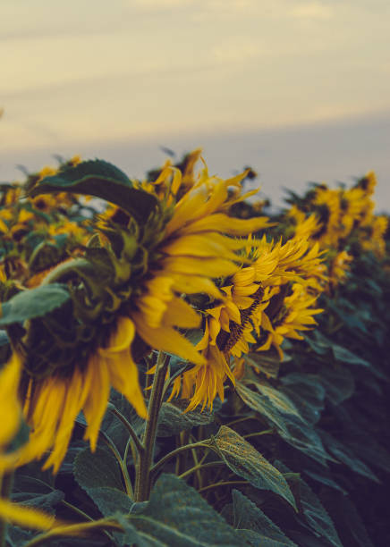 istock field of sunflowers 1284452969