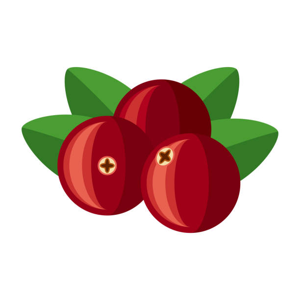 Cranberry Icon on Transparent Background A flat design icon on a transparent background (can be placed onto any colored background). File is built in the CMYK color space for optimal printing. Color swatches are global so it’s easy to change colors across the document. No transparencies, blends or gradients used. cranberry sauce stock illustrations
