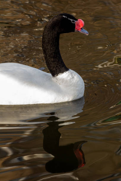 istock Swan on the lake 1284453274