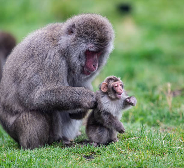 istock Japanese Macaque - Mother and Baby (Captive) 1284454210