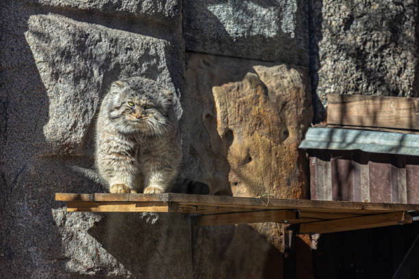 Pallas's cat (Otocolobus manul), also called the manul - a small wild cat with a broad, but fragmented distribution in the grasslands and montane steppes of Central Asia.