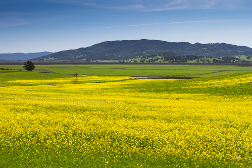 Mustard Field near Lakeville Highway, Petaluma, California,  USA
