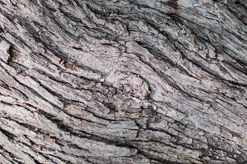 Closeup image of bark on tree. Wood texture and lines.