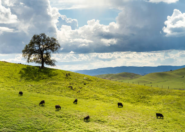 Photo of Cows and Oak