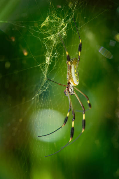 złoty jedwab orb-weaver - trichonephila clavipes dawniej nephila clavipes, gatunek z rodzaju trichonephila rodzimych do kontynentalnej ameryki północnej i południowej, powszechnie znany jako "pająk bananowy". - orb web spider zdjęcia i obrazy z banku zdjęć