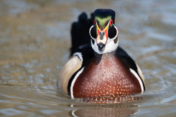 American Wood Duck