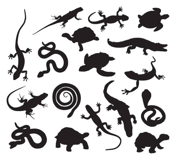 ilustraciones, imágenes clip art, dibujos animados e iconos de stock de siluetas de reptiles - salamandra