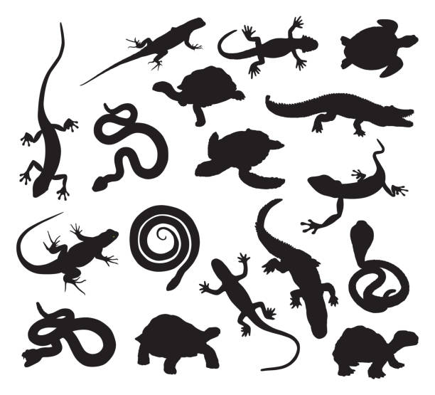 siluet reptil - reptil ilustrasi stok