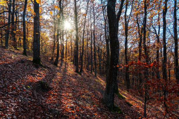 istock autumn forest with sunight in Kszeg mountain Hungary 1284458899