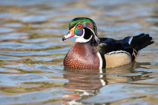 istock American Wood Duck 1284460913