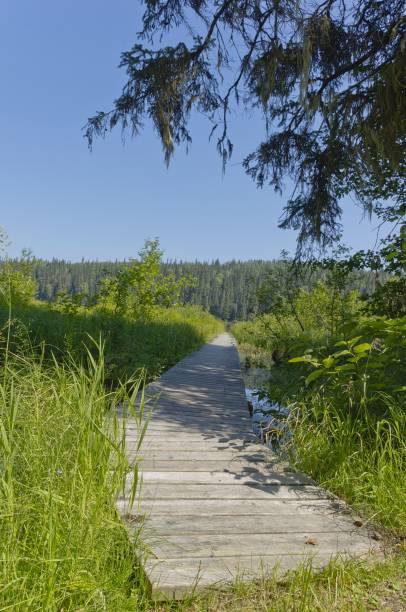 istock A weathered wooden walkway through wetland 1284462088