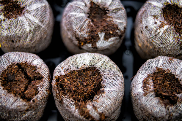 Peat pellets tablets macro closeup view in mesh on black tray for potted plants containers for growing indoor garden seedlings during winter