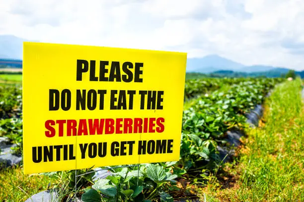 Strawberry picking sign closeup to please do not eat the strawberries until you get home during spring summer activity on pick your own farm