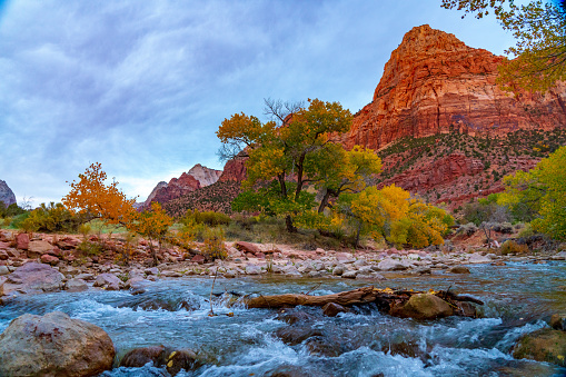 Fall color foliage throughout Zion National Park in Utah.