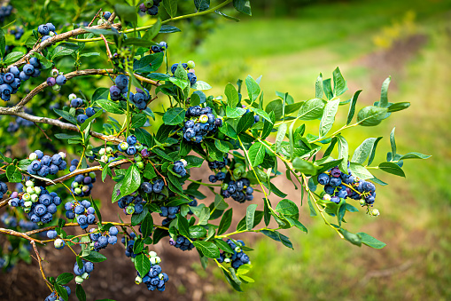 Farm in summer garden and closeup of blueberry bush for picking with many ripe hanging cluster of fruit texture and blurry background