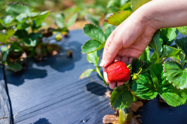 weibliche hand nahaufnahme hält rote erdbeeren beeren reifen auf rebe in bauernhof garten pflücken obst mit schatten tuch - strawberry vine stock-fotos und bilder