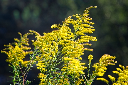 Spring background. Blooming mimosa