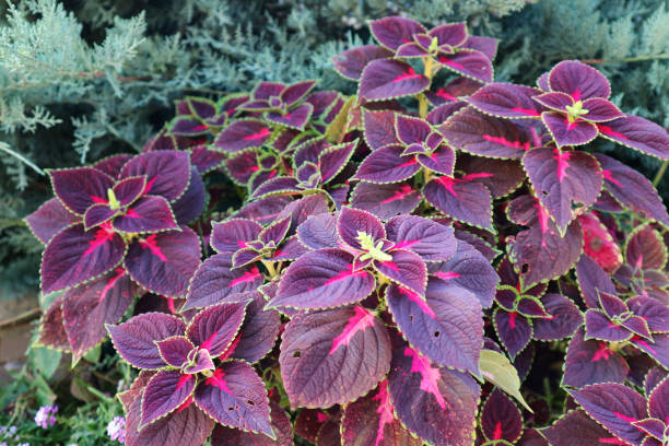 Common coleus or Plectranthus scutellarioides plant. Purple leaves of the painted nettle in garden. Common coleus or Plectranthus scutellarioides plant. Purple leaves of the painted nettle in garden. coleus photos stock pictures, royalty-free photos & images