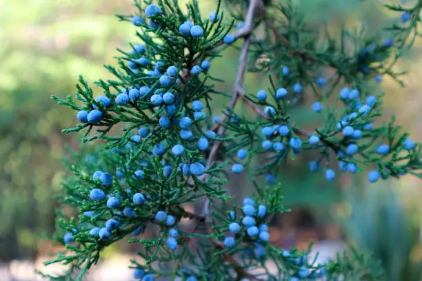 Juniperus virginiana (virginian juniper) or Eastern Red Cedar Tree foliage and seeds. Blue berries of virginian juniper. Blur lights and bokeh effect